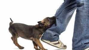 Kako odvzeti mladička, da zgrabi noge in ugrizne: trening, igre in nasveti za lastnike